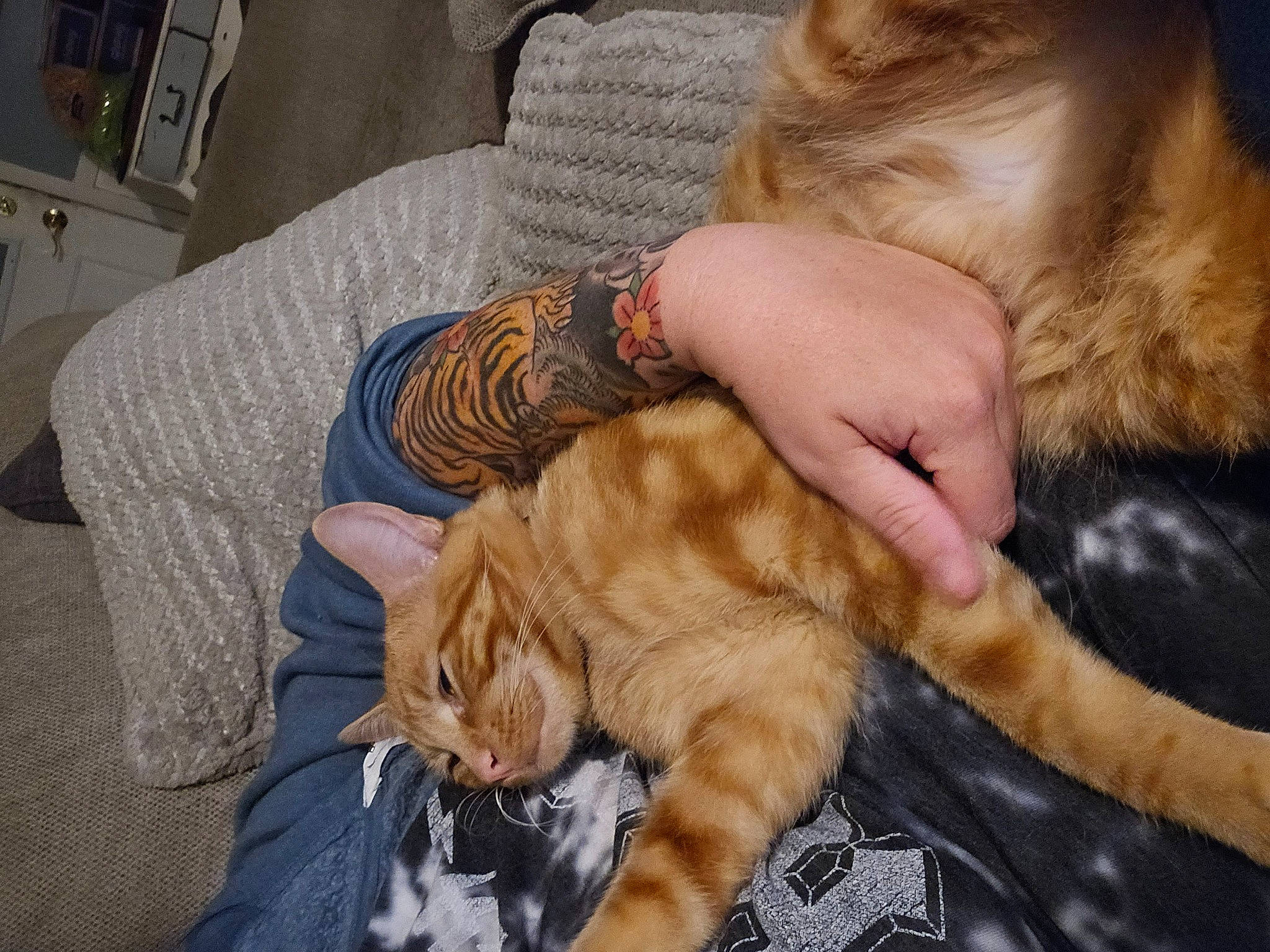 Cheddar joined the competition — help win amazing prizes! carnivore, cat, comfort, companion_dog, dog_breed, domestic_short_haired_cat, fawn, felidae, fur, lap, nail, paw, skin, small_to_medium_sized_cats, snout, tail, textile, vertebrate, whiskers, wrinkle