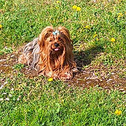 Wulleman Carole participe au concours pour gagner de l'argent avec cette photo : animal, bow, canine, cute, daylight, dog, flower, fur, grass, greenery, nature, outdoor, pet, playful, relaxed, small_dog, summer, sunlight, tongue_out, yard