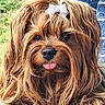 Wulleman Carole a rejoint le concours — aidez-le/la à gagner de superbes lots ! adorable, animal, bow, brown_fur, canine, close_up, companion, cute, dog, domestic_animal, face, fluffy, greenery, long_hair, outdoor, pet, playful, portrait, tongue_out, wavy_fur