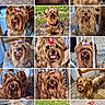 Wulleman Carole participe au concours pour gagner de l'argent avec cette photo : animal, bow, chair, closeup, collage, cute, dog, floor, furniture, grass, indoor, long_hair, outdoor, pet, playful, portrait, sitting, smiling, tongue_out, wood_floor
