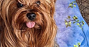 Wulleman Carole participe au concours pour gagner de l'argent avec cette photo : animal, brown_fur, close_up, companion, cute, dog, domestic, floor_tiles, fluffy, hair_clip, indoor, long_hair, patterned_tablecloth, pet, playful, sitting, small_dog, tablecloth, tongue_out, wooden_chair