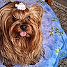 animal, brown_fur, close_up, companion, cute, dog, domestic, floor_tiles, fluffy, hair_clip, indoor, long_hair, patterned_tablecloth, pet, playful, sitting, small_dog, tablecloth, tongue_out, wooden_chair