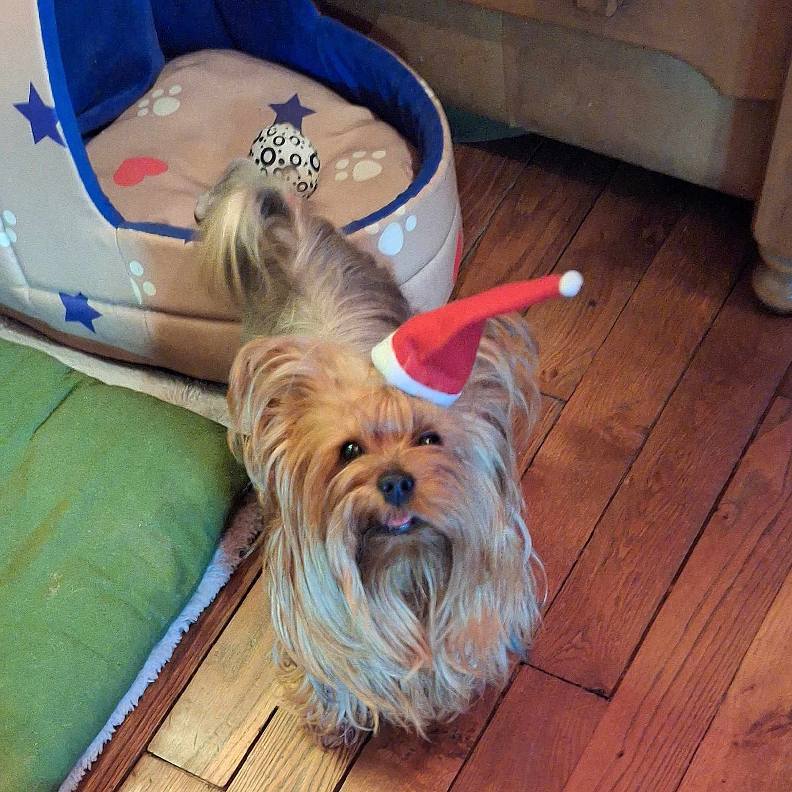 Wulleman Carole a rejoint le concours — aidez-le/la à gagner de superbes lots ! animal, brown_dog, christmas, cozy, cute, decor, dog, domestic, flooring, fluffy, fur, holiday, indoor, looking_up, pet, pet_bed, santa_hat, small_dog, toy, wooden_floor