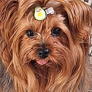 Poupouille a rejoint le concours — aidez-le/la à gagner de superbes lots ! adorable, animal, avocado_clip, brown, companion, cute, dog, ears, eyes, face, floor, fluffy, fur, indoors, long_hair, mammal, patterned_floor, pet, small_dog, tongue_out