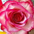 Carole W.