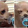 dog, small_dog, pacifier, close_up, cute, pet, indoor, light_colored, mouth, animal, funny, expression, face, nose, ears, sleepy, domestic_animal, companion, toy, two_images