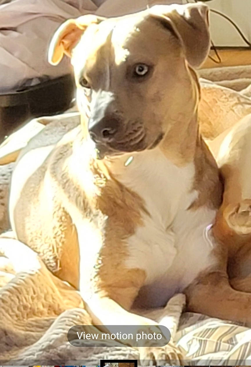 Monster joined the competition — help win amazing prizes! ancient_dog_breeds, canidae, carnivore, collar, companion_dog, dog, dog_breed, dog_collar, dog_supply, fawn, fur, non_sporting_group, pet_supply, sighthound, terrestrial_animal, toy_dog, whiskers, working_animal, working_dog