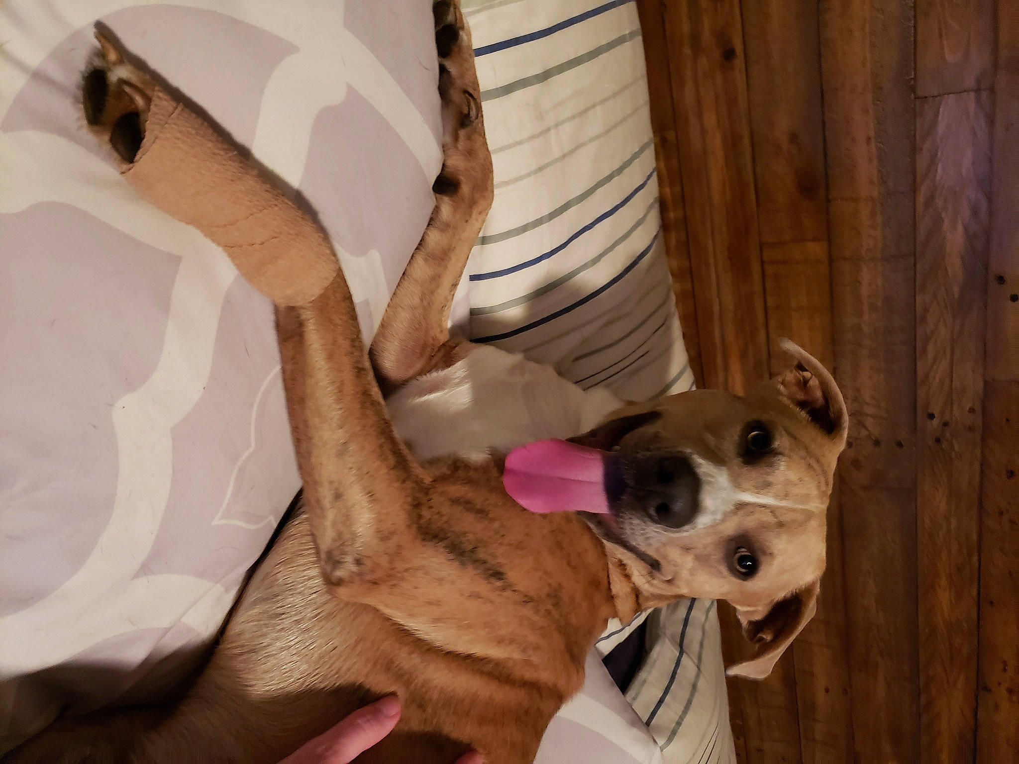 Monster is registered to the contest to win money with this photo: carnivore, collar, comfort, companion_dog, dog, dog_breed, dog_collar, dog_supply, ear, elbow, fawn, gesture, human_leg, pet_supply, snout, sporting_group, thigh, wood, working_animal, wrist