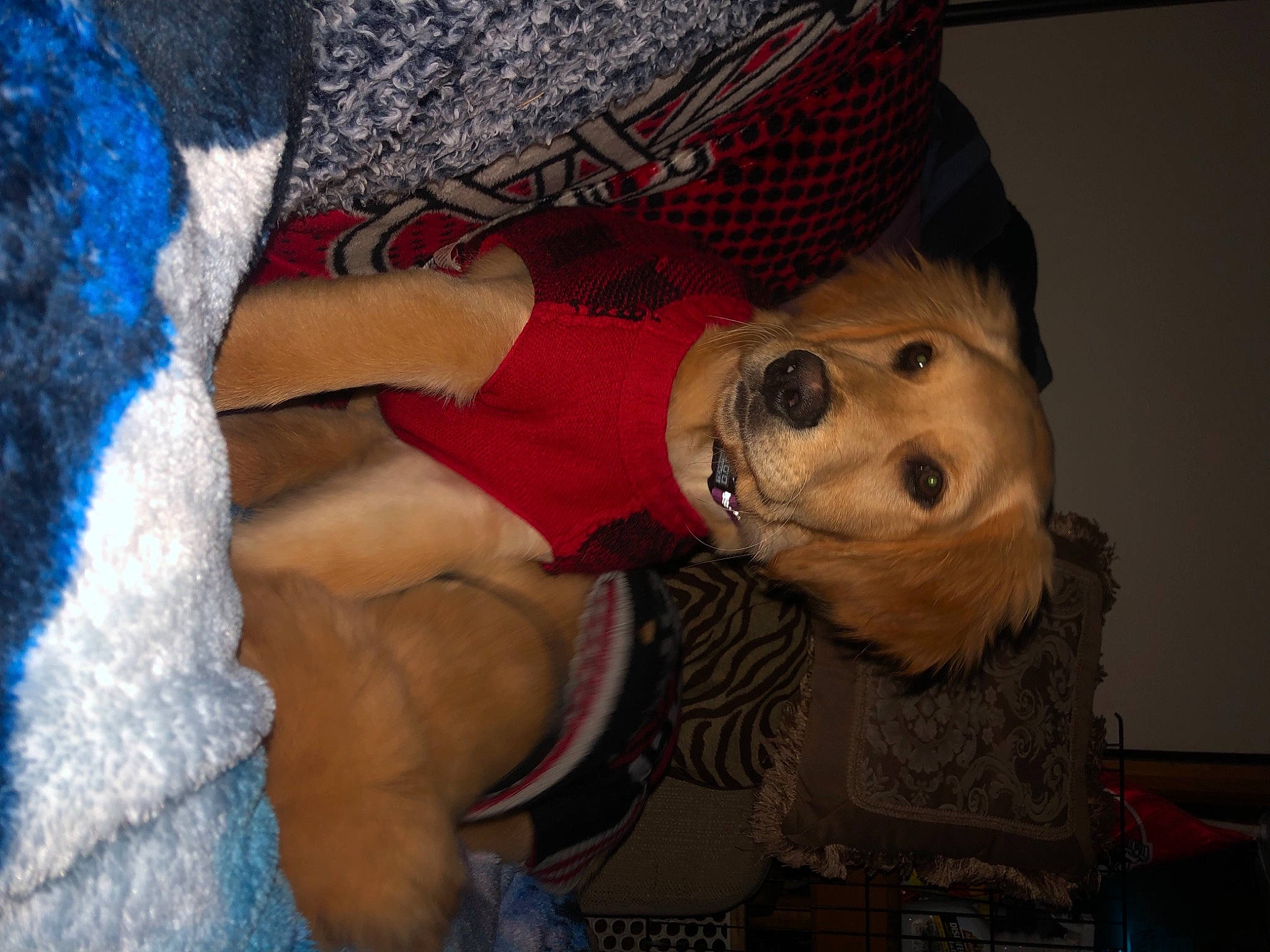 Zipper joined the competition — help win amazing prizes! abdomen, chest, child, costume, flesh, fun, fur, human_leg, linens, pattern, selfie, sun_hat, thigh, tradition, trunk, vacation