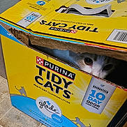 Simone joined the competition — help win amazing prizes! animal, blue, box, cardboard, cat, container, curious, eye, floor, home, indoor, litter_box, messy, packaging, partially_open, peeking, pet, purina, tidy_cats, yellow