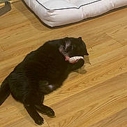 Jiji joined the competition — help win amazing prizes! animal, architecture, blackcat, building, canine, cat, couch, cushion, dog, furniture, hardwood, homedecor, indoors, interiordesign, livingroom, manx, pet, plywood, stainedwood, wood