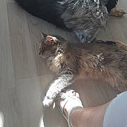 Atchoum participe au concours pour gagner de l'argent avec cette photo : cat, dog, floor, wooden_floor, sunlight, paw, footwear, sandal, relaxing, pet, indoor, furry, animal, light_and_shadow, domestic, companion, resting, leg, person, cozy