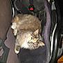 Atchoum participe au concours pour gagner de l'argent avec cette photo : cat, fluffy, car_seat, pet, animal, feline, fur, indoor, resting, cozy, seatbelt, curled_up, soft, yellow_eyes, whiskers, relaxed, domestic, cute, comfort, sleepy