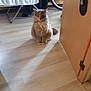 Atchoum participe au concours pour gagner de l'argent avec cette photo : cat, fluffy, indoor, floor, wooden_floor, door, bicycle_wheel, drying_rack, household, pet, animal, feline, sitting, shadow, light, room, cozy, fur, calm, domestic