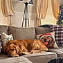 dog, golden_retriever, sleeping, couch, pillows, plaid, holiday, christmas_tree, decorations, living_room, curtains, blinds, natural_light, cozy, furniture, home, interior, pet, resting, festive