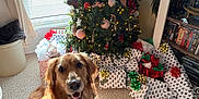 Finley is registered to the contest to win money with this photo: golden_retriever, dog, pet, christmas_tree, holiday_decorations, wrapped_presents, window, curtains, carpet, bandana, indoor, home, smiling_dog, festive, lights, ornaments, furniture, bookshelf, cozy, natural_light