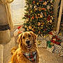 Finley joined the competition — help win amazing prizes! golden_retriever, dog, christmas_tree, presents, holiday_decorations, plaid_bandana, carpet, window, curtains, living_room, ornaments, lights, festive, smiling_dog, indoor, cozy, gift_wrap, holiday, pet, decor