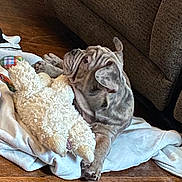 Deebo joined the competition — help win amazing prizes! animal, blanket, comfort, companion, couch, cozy, cute, dog, floor, fur, gray_dog, home, indoor, lying_down, pet, puppy, relaxed, stuffed_toy, toy, wrinkled_skin