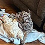 animal, blanket, comfort, companion, couch, cozy, cute, dog, floor, fur, gray_dog, home, indoor, lying_down, pet, puppy, relaxed, stuffed_toy, toy, wrinkled_skin
