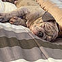 Deebo is registered to the contest to win money with this photo: animal, bed, blanket, canine, closeup, comfort, cozy, cute, dog, domestic_animal, fur, indoors, pet, puppy, relaxation, rest, sleep, sleeping, wrinkly, young_dog