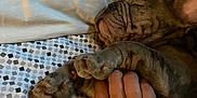 Deebo is registered to the contest to win money with this photo: animal, bed, blanket, closeup, comfort, cozy, cute, dog, ears, fur, hand, indoor, napping, pattern, paw, pet, relaxation, rest, sleeping, wrinkles
