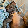 Deebo is registered to the contest to win money with this photo: adorable, animal, bed, blanket, bulldog, closeup, cozy, cute, dog, fur, indoor, mammal, napping, paw, pet, puppy, relaxed, resting, sleeping, wrinkles