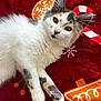 animal, candy_cane, cat, close_up, cute, feline, gingerbread_cookie, gray_fur, holiday_theme, indoor, kitten, lying_down, paw, pet, red_blanket, relaxed, snowflake, soft_fur, whiskers, white_fur