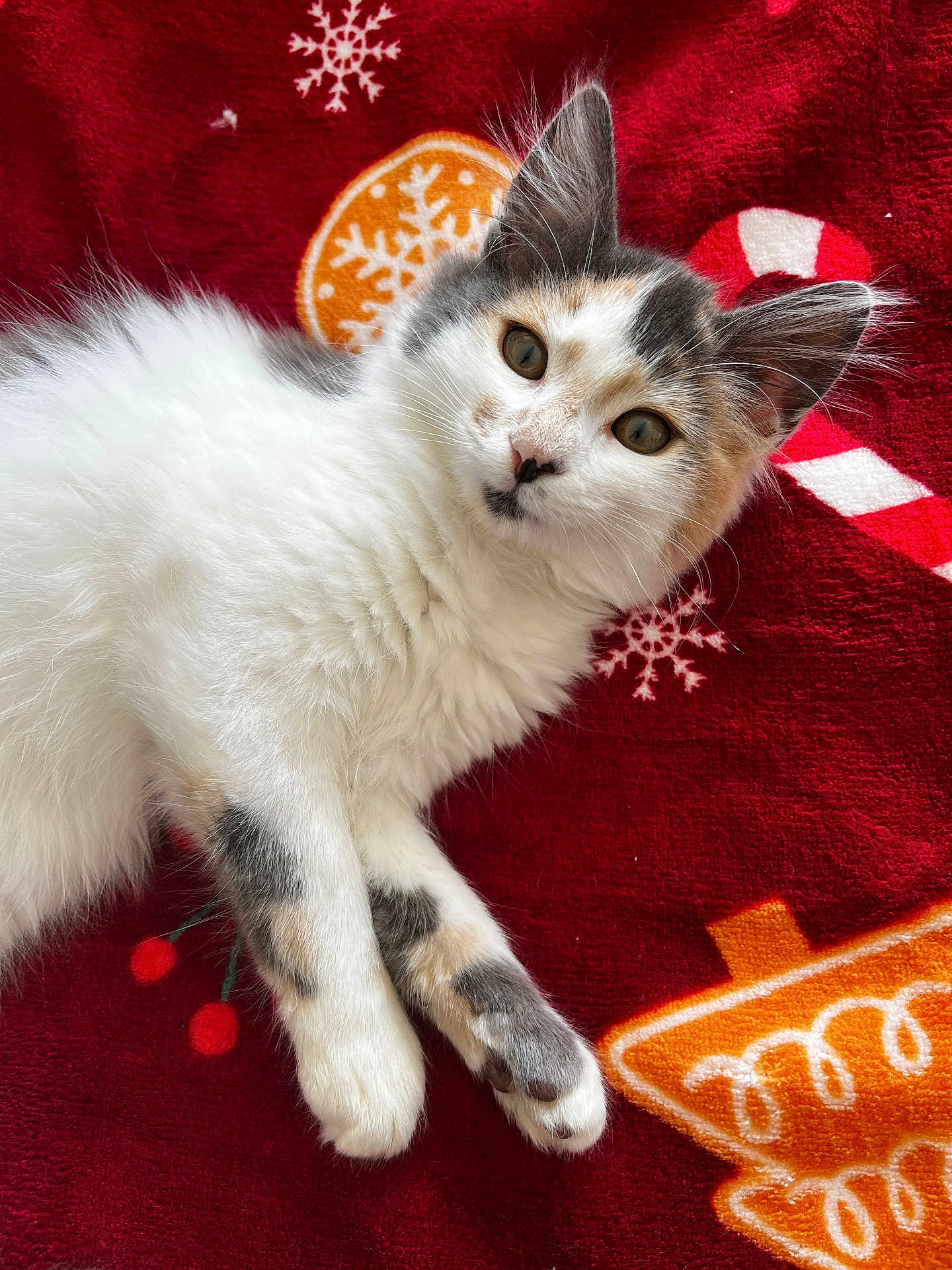 Plume participe au concours pour gagner de l'argent avec cette photo : animal, candy_cane, cat, close_up, cute, feline, gingerbread_cookie, gray_fur, holiday_theme, indoor, kitten, lying_down, paw, pet, red_blanket, relaxed, snowflake, soft_fur, whiskers, white_fur