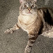 Roscoe joined the competition — help win amazing prizes! cat, tabby, blue_eyes, fur, carpet, indoor, pet, animal, whiskers, paws, relaxed, curious, mammal, feline, striped, lying_down, close_up, domestic, cute, alert