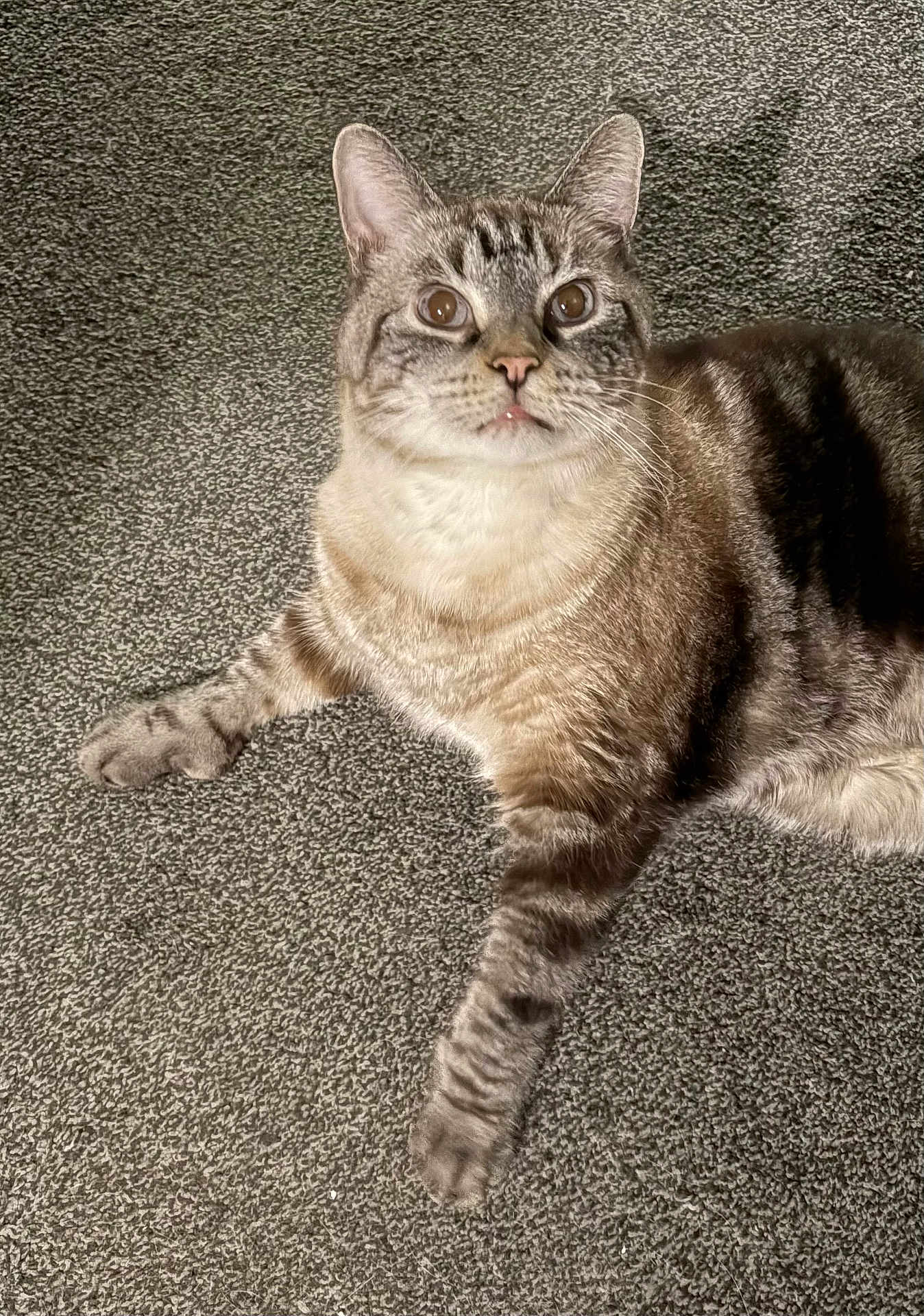 Roscoe joined the competition — help win amazing prizes! cat, tabby, blue_eyes, fur, carpet, indoor, pet, animal, whiskers, paws, relaxed, curious, mammal, feline, striped, lying_down, close_up, domestic, cute, alert