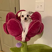 Casper joined the competition — help win amazing prizes! animal, cozy, crossed_paws, cute, dog, door, flower_shaped, furniture, home, indoor, light_switch, looking_at_camera, pet, pet_bed, plush, resting, small_dog, soft_texture, wall, white_dog