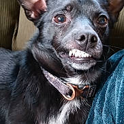 Turbo The Turd joined the competition — help win amazing prizes! animal, black_dog, canine, close_up, collar, companion, couch, dog, domestic_animal, ears, expression, friendly, fur, indoor, nose, pet, portrait, smile, teeth, whiskers