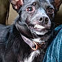animal, black_dog, canine, close_up, collar, companion, couch, dog, domestic_animal, ears, expression, friendly, fur, indoor, nose, pet, portrait, smile, teeth, whiskers