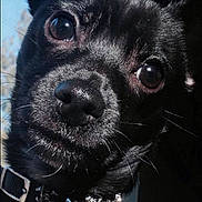Turbo The Turd is registered to the contest to win money with this photo: dog, black_dog, close_up, pet, collar, bell, animal, fur, whiskers, nose, ears, eyes, portrait, cute, domestic_animal, face, looking, curious, indoor, shiny