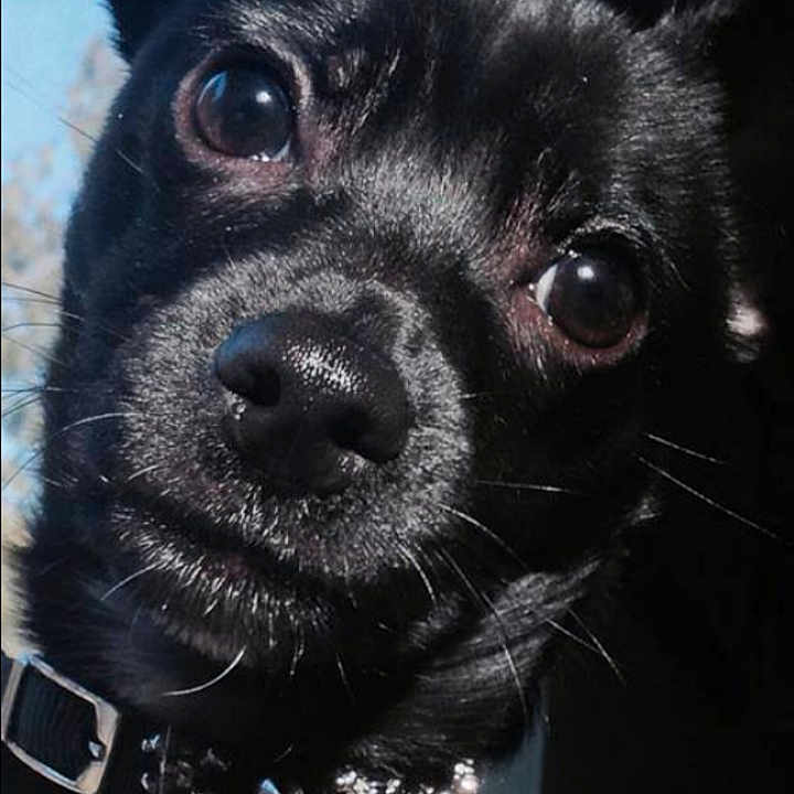 Turbo The Turd is registered to the contest to win money with this photo: animal, bell, black_dog, close_up, collar, curious, cute, dog, domestic_animal, ears, eyes, face, fur, indoor, looking, nose, pet, portrait, shiny, whiskers