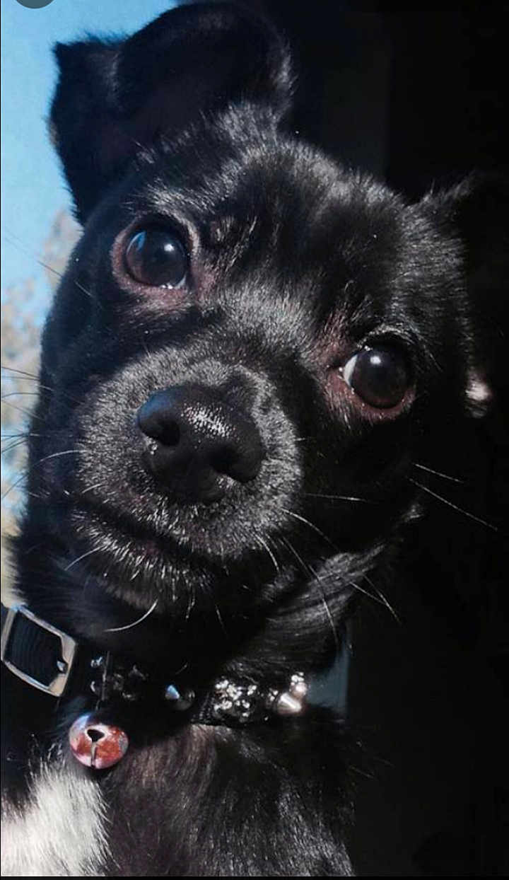 Turbo The Turd