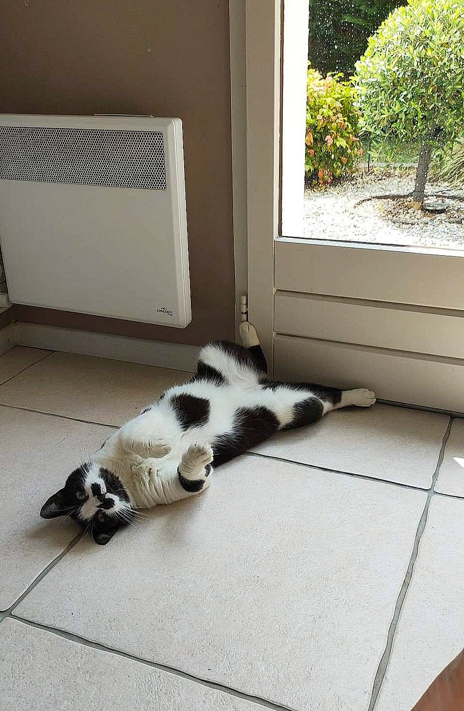 Haku participe au concours pour gagner de l'argent avec cette photo : carnivore, cat, comfort, companion_dog, dog_breed, felidae, floor, flooring, fur, hardwood, pet_supply, plant, rectangle, room, shade, small_to_medium_sized_cats, tail, whiskers, window, wood