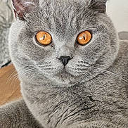 A Gaia a rejoint le concours — aidez-le/la à gagner de superbes lots ! amber_eyes, animal, cat, close_up, cute, domestic_cat, ears, face, feline, fur, gray_cat, indoor, looking, mammal, pet, portrait, relaxed, resting, table, whiskers