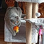 A Gaia participe au concours pour gagner de l'argent avec cette photo : cat, gray_cat, amber_eyes, feather_toy, cat_tree, scratching_post, indoor, wood_floor, furniture, pet_toy, playful, feline, house_pet, cozy, fur, pet, animal, whiskers, claws, curious
