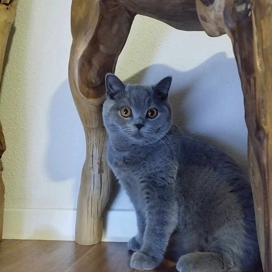 A Gaia participe au concours pour gagner de l'argent avec cette photo : animal, cat, curious, domestic_cat, feline, flooring, fur, gray_cat, home_interior, indoor, orange_eyes, pet, quiet, shadow, sitting, table_leg, wall, whiskers, wooden_floor, wooden_table