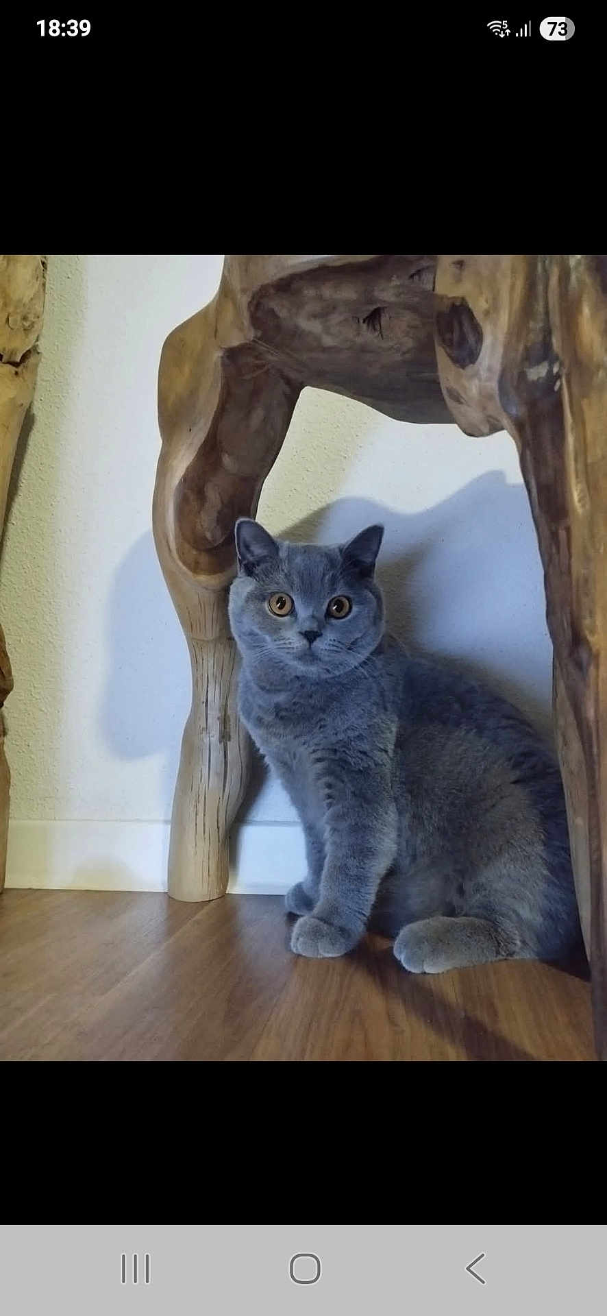 A Gaia participe au concours pour gagner de l'argent avec cette photo : cat, gray_cat, orange_eyes, wooden_floor, wooden_table, table_leg, indoor, pet, animal, feline, curious, sitting, shadow, fur, whiskers, domestic_cat, flooring, wall, home_interior, quiet