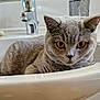 A Gaia a rejoint le concours — aidez-le/la à gagner de superbes lots ! cat, gray_cat, sink, bathroom, faucet, glass, toiletries, pet, animal, indoor, fur, whiskers, ears, eyes, curious, relaxed, home, domestic, cute, portrait