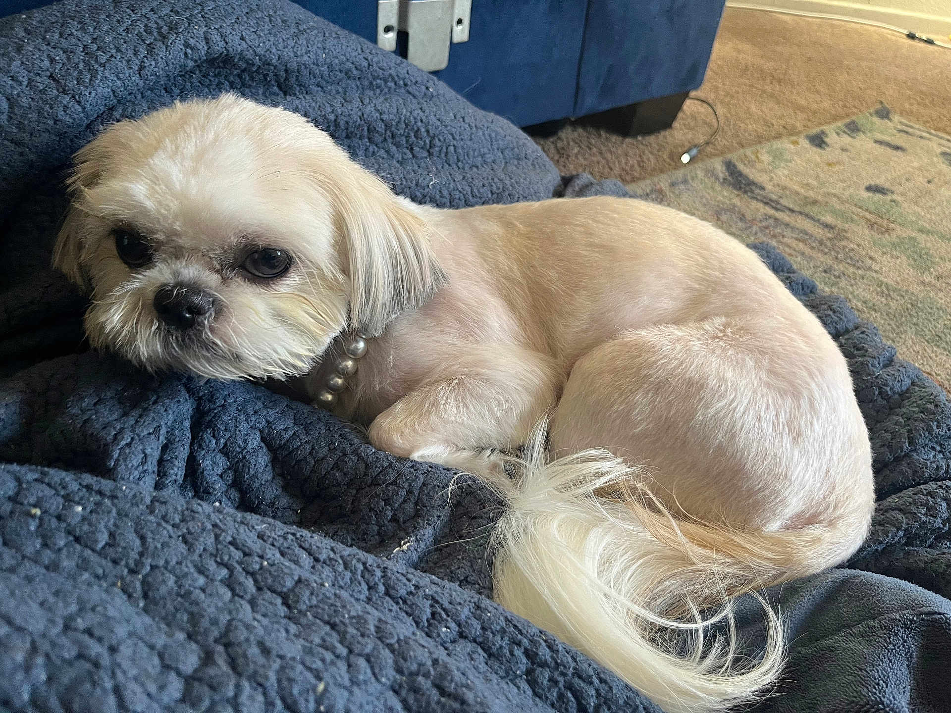 Diamond Ward is registered to the contest to win money with this photo: dog, small_dog, cream_colored, pearl_necklace, blanket, navy_blue, curled_up, indoor, carpet, furniture, cozy, pet, resting, fur, tail, cute, animal, home, relaxed, companion