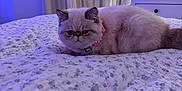 Winnie is registered to the contest to win money with this photo: cat, fluffy, bed, bedspread, floral_pattern, indoor, lamp, curtains, purple_light, pet, feline, resting, cozy, collar, domestic_animal, fur, animal, cute, relaxing, room