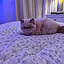cat, fluffy, bed, bedspread, floral_pattern, indoor, lamp, curtains, purple_light, pet, feline, resting, cozy, collar, domestic_animal, fur, animal, cute, relaxing, room