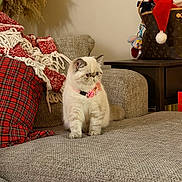 Winnie joined the competition — help win amazing prizes! cat, fluffy, collar, pink, couch, blanket, red, white, plaid, holiday, decor, bag, table, indoor, furniture, pet, cozy, living_room, sitting, cute