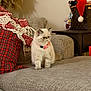 cat, fluffy, collar, pink, couch, blanket, red, white, plaid, holiday, decor, bag, table, indoor, furniture, pet, cozy, living_room, sitting, cute