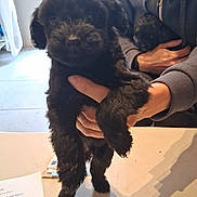 Batman participe au concours pour gagner de l'argent avec cette photo : puppy, dog, black_dog, pet, hand, human_hand, person, hoodie, fur, eyes, cute, holding, indoors, table, countertop, shadow, portrait, close_up, window, floor_tiles