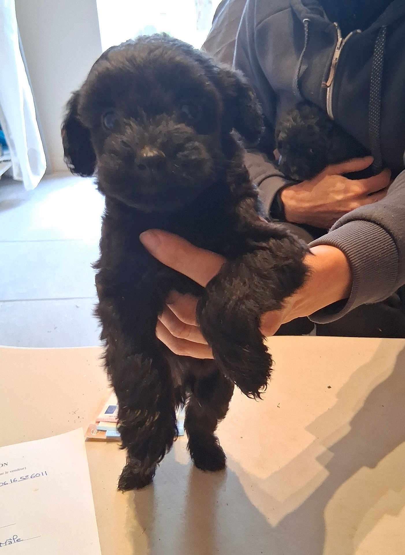 Batman participe au concours pour gagner de l'argent avec cette photo : puppy, dog, black_dog, pet, hand, human_hand, person, hoodie, fur, eyes, cute, holding, indoors, table, countertop, shadow, portrait, close_up, window, floor_tiles
