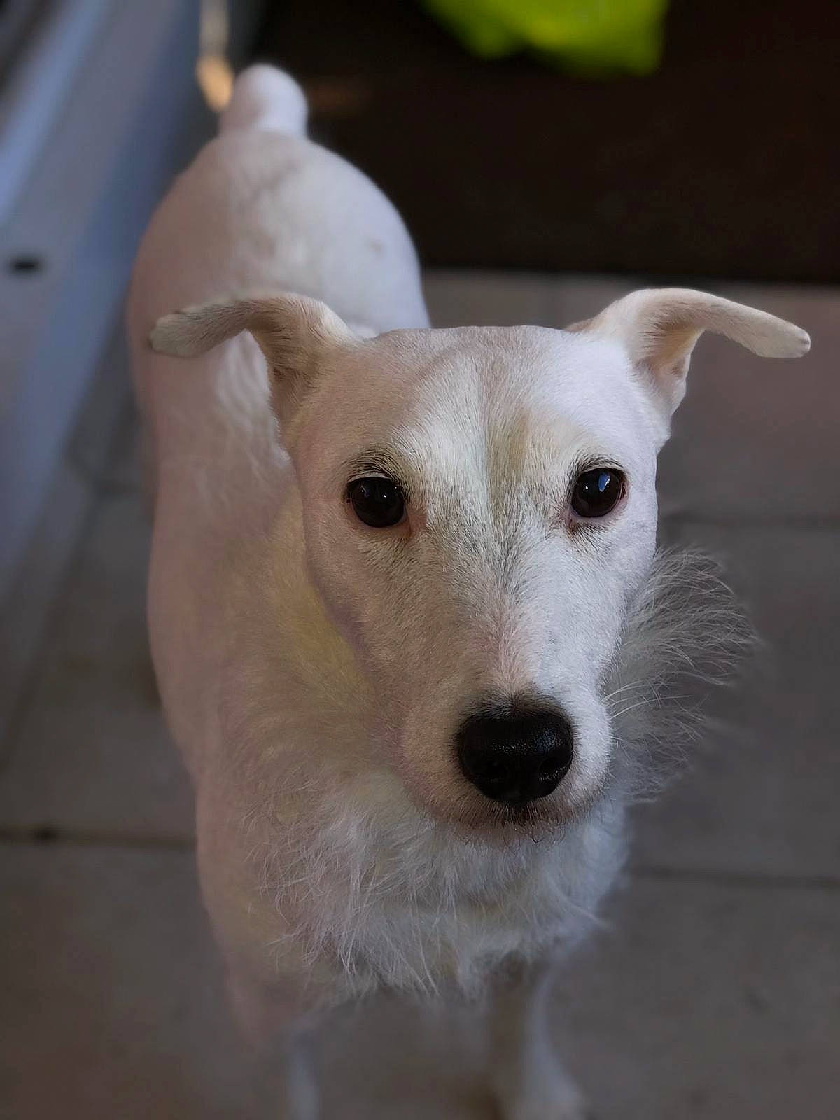 Hippie a rejoint le concours — aidez-le/la à gagner de superbes lots ! canidae, carnivore, companion_dog, dog, dog_breed, mammal, puppy, rare_breed_dog, snout, sporting_group, street_dog, whiskers